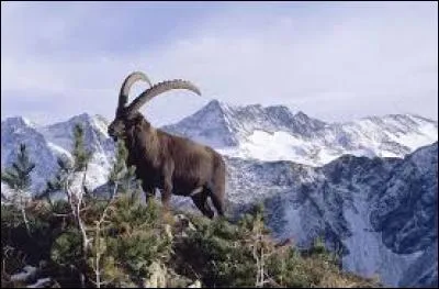 À quelle famille de mammifères appartient le Bouquetin des Alpes ?