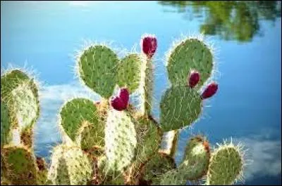 Dans quel genre d'environnement naturel les cactus vivent-ils ?