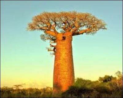 Comment appelle-t-on les fruits qui poussent sur un baobab ?