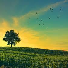 Quiz Nature