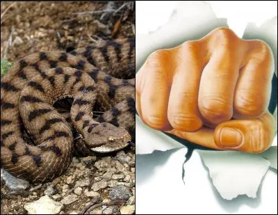 Le roman dont le titre est inspiré par les deux illustrations est de :