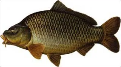 Quelle est environ l'espérance de vie maximale d'une carpe ?