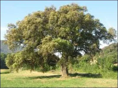 Le liège provient de l'écorce de quelques arbres et bien sûr de celle .. (Complétez)