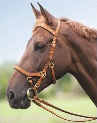 Équitation - Cochez la proposition intruse parmi ces parties du filet.