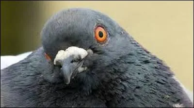 Pendant la Seconde Guerre mondiale, on utilisait des pigeons photographes pour espionner l'ennemi.