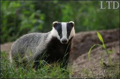 Quel animal est Ben ?