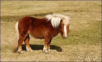 Laquelle de ces races correspond à un poney ?
