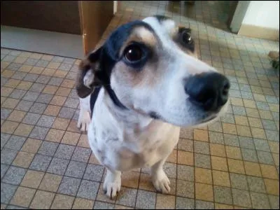 Les chiens doivent-ils manger en même temps que nous ?