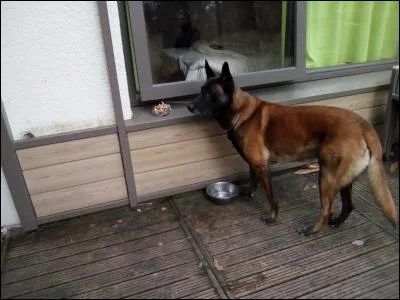 Combien de fois faut-il donner à manger à son chien dans la journée ?