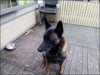 Les chiens ont le droit de sortir à partir de...