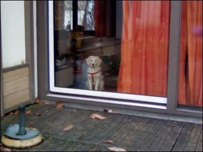 À quel âge un chien atteint-il sa taille adulte ?