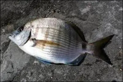 De quel poisson s'agit-il ?