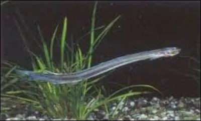 De quel poisson s'agit-il ?