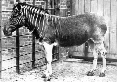 De quel animal s'agit-il ?