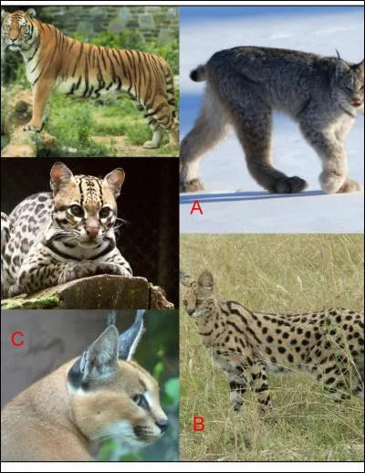 Mais où se trouve le serval ?