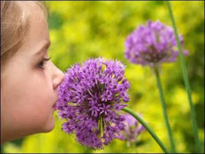 'La fleur sent bon.' Cette phrase est-elle bien &eacute;crite ?