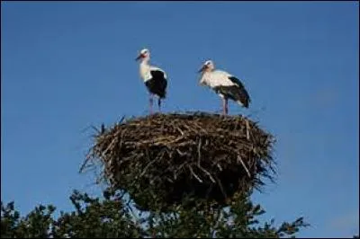 Quels sont ces oiseaux ?