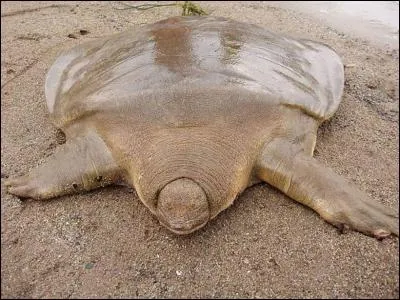 Quel est cet animal ?