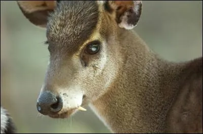 Quel est cet animal ?