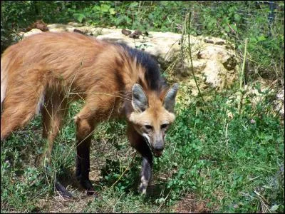 Quel est cet animal ?
