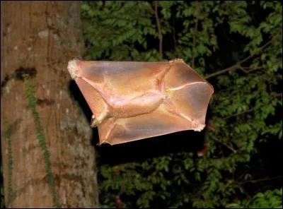 Quel est cet animal ?