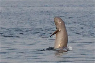 Quel est cet animal ?