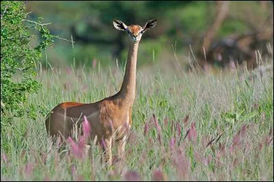 Quel est cet animal ?