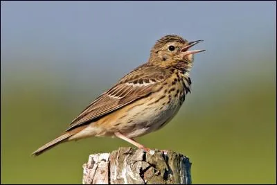Quel est ce pipit qui vit dans les forêts, et plus particulièrement les pinèdes françaises ?
