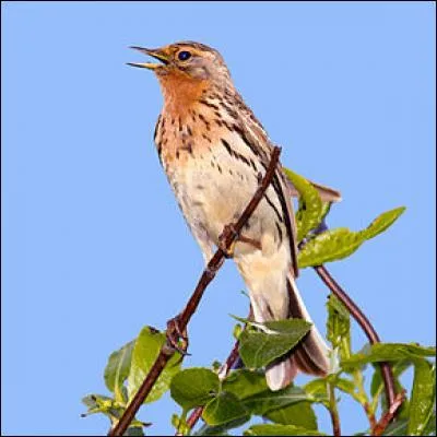Quel est ce pipit très reconnaissable ?