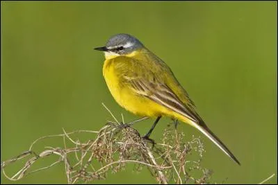 Quelle est cette bergeronnette qui hiverne en Afrique ?