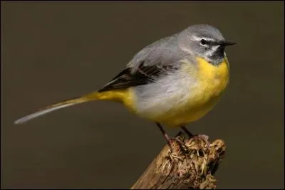 Quelle est la plus grande bergeronnette d'Europe ?