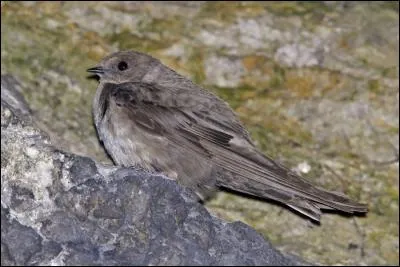 Quelle est cette hirondelle d'Europe méridionale ?