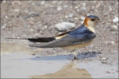 Quelle est l'hirondelle la plus rare de France ?