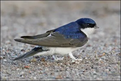 Les dortoirs de cette hirondelle sont situés dans les arbres, et non dans les roselières comme les autres. C'est :