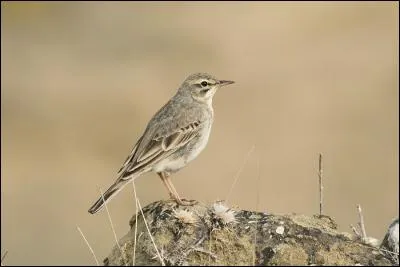 Quel est ce pipit qui peut mesurer jusqu'à 18 cm de long ?