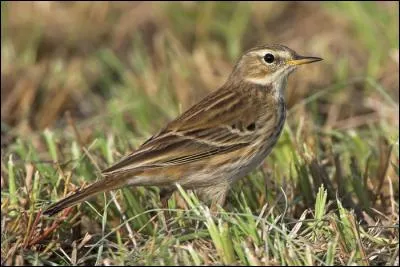 Si je vous dis que ce pipit vit dans les milieux marécageux, et que pour le distinguer de son plus proche cousin, il faut regarder son sourcil, vous pouvez me dire que c'est :