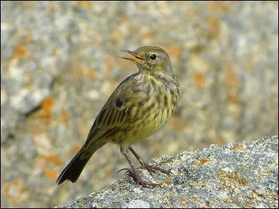 Quel est ce pipit côtier ?