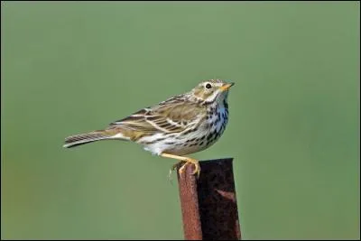 Quel est ce pipit qui est présent toute l'année dans les milieux ouverts de la moitié nord de la France ?