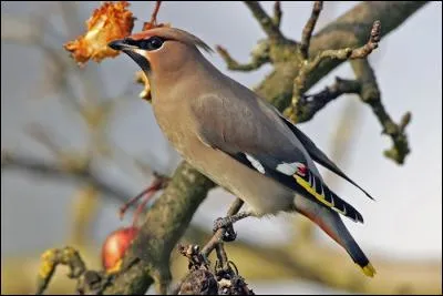 Quel est cet oiseau observable en Europe occidentale lors d'invasions ?