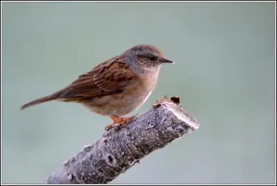 Quel est cet oiseau qui est souvent pris (à tort) pour un moineau ?