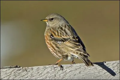 Quel est cet oiseau des montagnes européennes ?