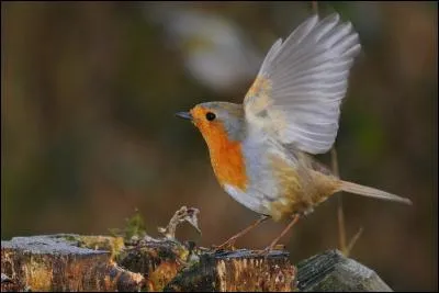 Celui-là est très simple, c'est...