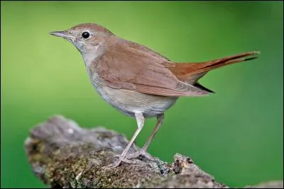 Quel est ce rossignol nocturne ?