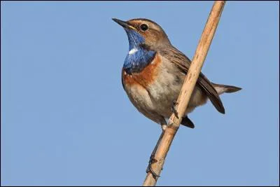 Quel est ce turdidé des zones humides ?
