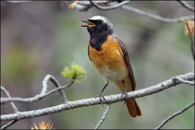 Quel est ce turdidé qui vient des boisements eurasiatiques ?