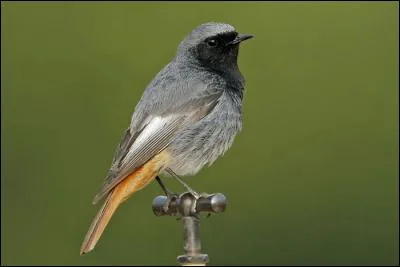 Quel est ce rougequeue qui hiverne en Europe occidentale, méridionale et en Afrique du Nord ?