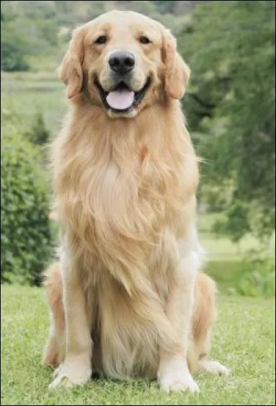 À quelle race est-il similaire, ressemble-t-il ?