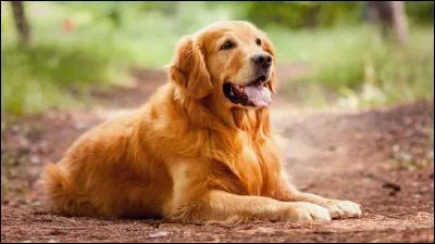 Le golden retriever est souvent utilisé comme :