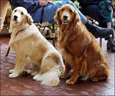 À quel âge le golden atteint-il sa taille maximale ?