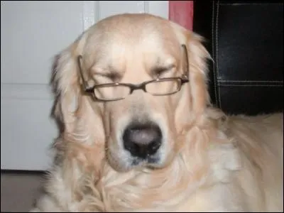 Quelle est l'espérance de vie du golden en moyenne ?